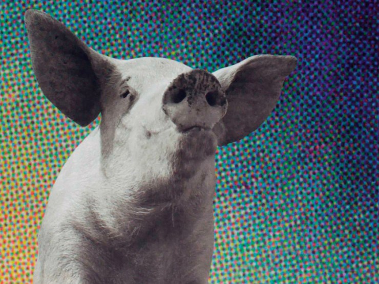 AULA 1 – MUITO BICHO