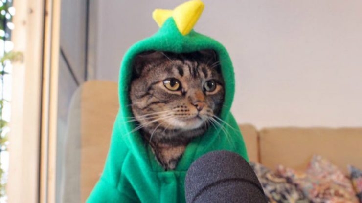 AULA 2 – EU ACHO QUE VI UM GATINHO!