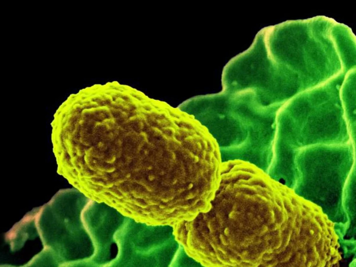 Covid-19: Uso indevido de Ivermectina, Azitromicina e Cloroquina tem alimentado surtos de infecções resistentes, alerta OPAS